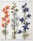 Delphinium Ajacis Poster Print by Laurent De Chazelles - Item # VARPDXLC06